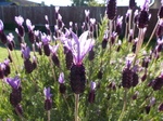FZ005435 Lavender in back garden.jpg